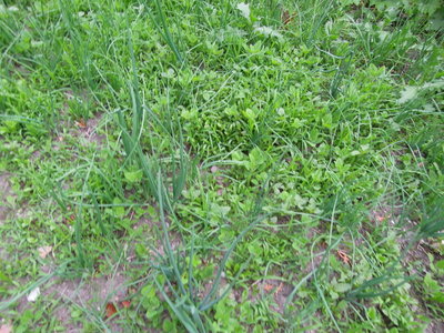 5 cipolle.JPG (171.04 KiB) Osservato 793 volte 5 cipolle.JPG