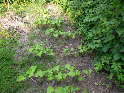 6 fagiolini7.JPG (136.66 KiB) Osservato 793 volte 6 fagiolini7.JPG