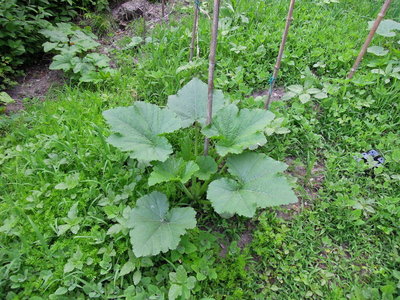 7 zucchine.JPG (148.19 KiB) Osservato 793 volte 7 zucchine.JPG