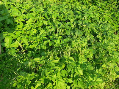 9patate.JPG (152.88 KiB) Osservato 793 volte 9patate.JPG