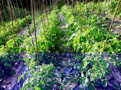 10pomodori.JPG (169.31 KiB) Osservato 793 volte 10pomodori.JPG