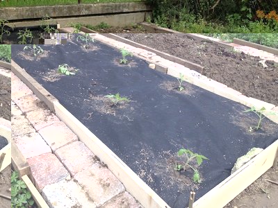 Pacciamatura e primi pomodori a dimora.. 1 Maggio! / IMG_1058.jpeg IMG_1058.jpeg