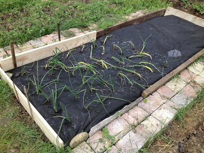 Cipolline / IMG_1059.jpeg IMG_1059.jpeg