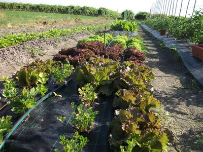 DSCF3450.JPG (103.42 KiB) Osservato 714 volte DSCF3450.JPG