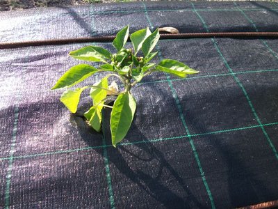 DSCF3442.JPG (97.91 KiB) Osservato 714 volte DSCF3442.JPG