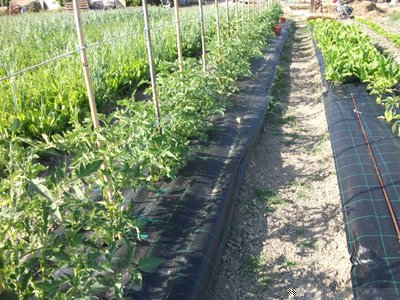 DSCF3448.JPG (105.65 KiB) Osservato 714 volte DSCF3448.JPG