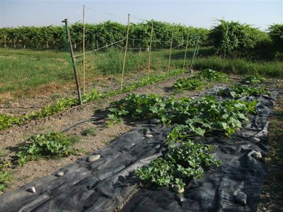 DSCF3444.JPG (89.67 KiB) Osservato 714 volte DSCF3444.JPG