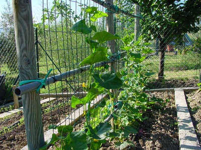 Cetriolo-1.jpg (241.64 KiB) Osservato 1030 volte Cetriolo-1.jpg