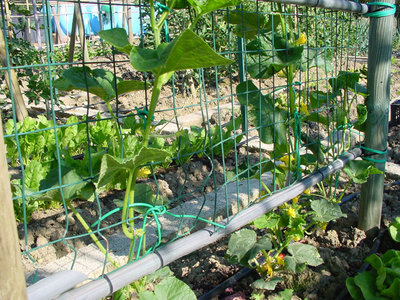 Cetriolo-2.jpg (228.1 KiB) Osservato 1030 volte Cetriolo-2.jpg