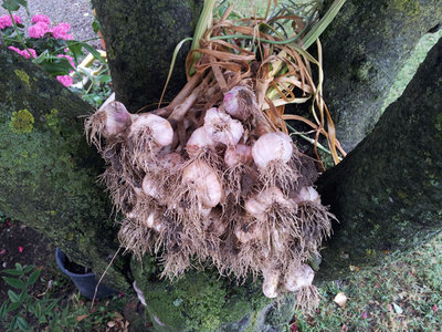 20130628_112440.jpg (154.47 KiB) Osservato 1449 volte 20130628_112440.jpg