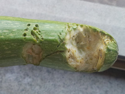 20130630_203418.jpg (64.2 KiB) Osservato 1425 volte 20130630_203418.jpg