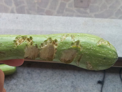 20130630_203433.jpg (60.5 KiB) Osservato 1425 volte 20130630_203433.jpg