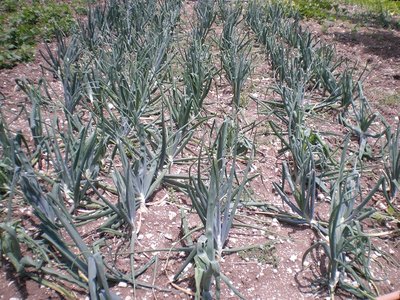 Cipolle 1.JPG (361.85 KiB) Osservato 1027 volte Cipolle 1.JPG