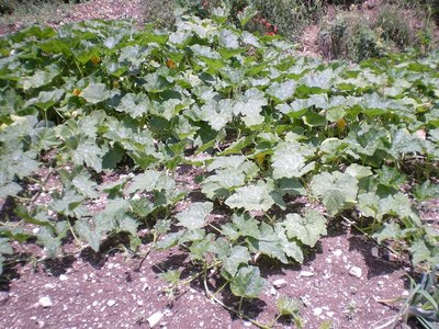 Zucche (2).JPG (342.48 KiB) Osservato 1027 volte Zucche (2).JPG