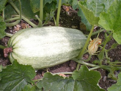 Zucca.JPG (246.68 KiB) Osservato 1027 volte Zucca.JPG