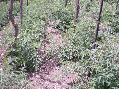 Pomodori.JPG (386.4 KiB) Osservato 1026 volte Pomodori.JPG