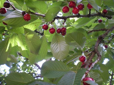 Ciliege (2).JPG (217.13 KiB) Osservato 1026 volte Ciliege (2).JPG