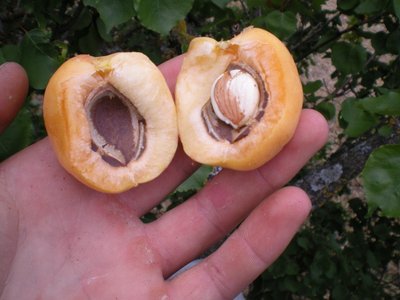 Albicocca.JPG (150.7 KiB) Osservato 1026 volte Albicocca.JPG