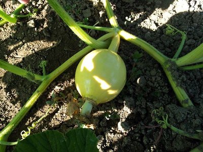 atlantic.jpg (77.59 KiB) Osservato 1393 volte atlantic.jpg