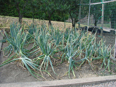 Cipolla-02.jpg (220.54 KiB) Osservato 1082 volte Cipolla-02.jpg