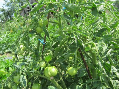 IMG_2914_800x600.jpg (133.31 KiB) Osservato 790 volte IMG_2914_800x600.jpg