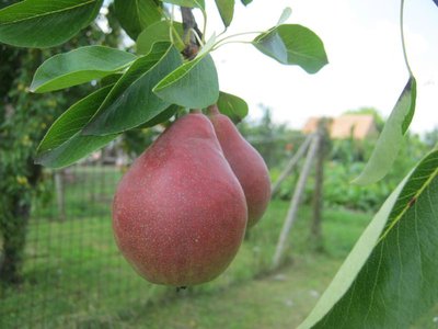 IMG_2912_800x600.jpg (68.37 KiB) Osservato 790 volte IMG_2912_800x600.jpg