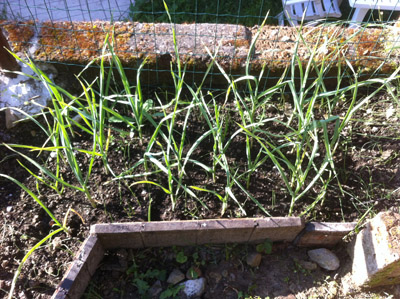 Agli / 2_2013.JPG 2_2013.JPG