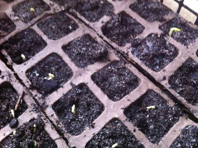 I piselli appena piantati / 0_2013.JPG 0_2013.JPG