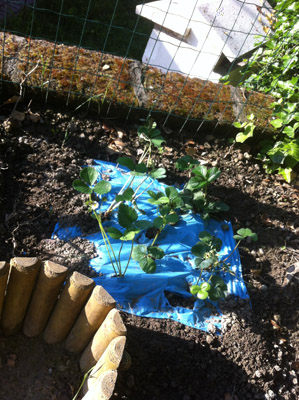 Le fragole / 4_2013.JPG 4_2013.JPG