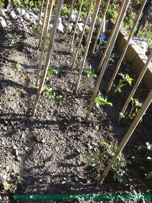 L'aiuola dei pomodori / 5_2013.JPG 5_2013.JPG
