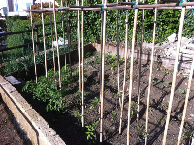 I pomodori / 6_2013.JPG 6_2013.JPG