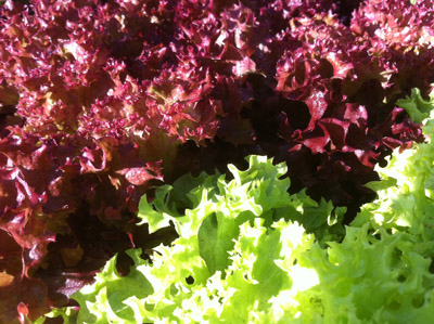 Insalata / 9_2013.JPG 9_2013.JPG