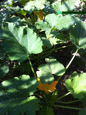 Le zucchine / 13_2013.JPG 13_2013.JPG