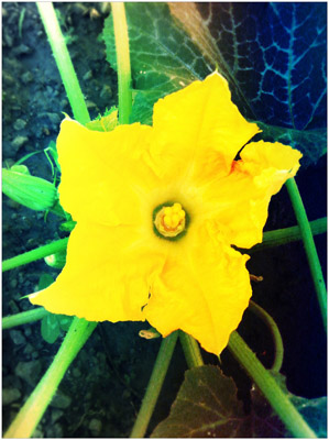 I fiori dell'orto... la zucchina! / 16_2013.JPG 16_2013.JPG