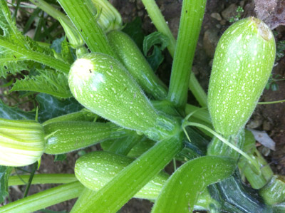 Le zucchine / 19_2013.JPG 19_2013.JPG