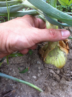 Le cipolle dorate / 20_2013.JPG 20_2013.JPG