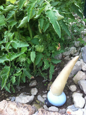 Il nano a guardia dei pomodori! / 22_2013.JPG 22_2013.JPG