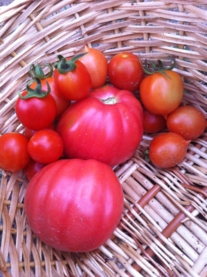 Raccolta di pomodori / 23_2013.JPG 23_2013.JPG