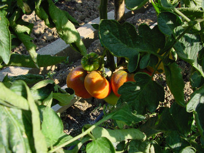 Pomodoro-2.jpg (151.83 KiB) Osservato 1211 volte Pomodoro-2.jpg