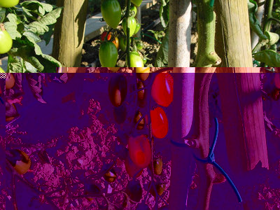 Pomodoro-3.jpg (184.99 KiB) Osservato 1211 volte Pomodoro-3.jpg