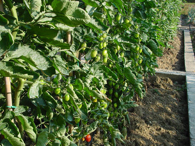 Pomodoro-4.jpg (218.83 KiB) Osservato 1211 volte Pomodoro-4.jpg