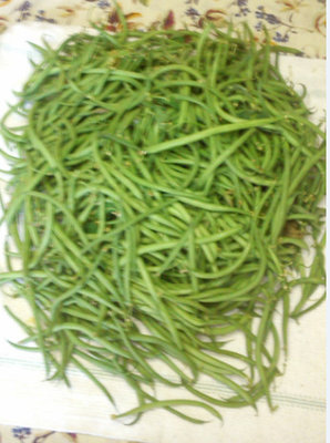 fagiolini colti stamani le do un po a tutti / fagiolini.jpg fagiolini.jpg