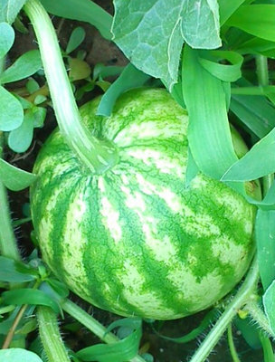 i cocomeri e meloni stanno venendo su bene / cocomeri.jpg cocomeri.jpg