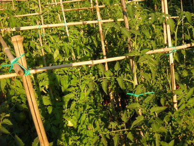 DSCN8292.JPG (316.06 KiB) Osservato 685 volte DSCN8292.JPG