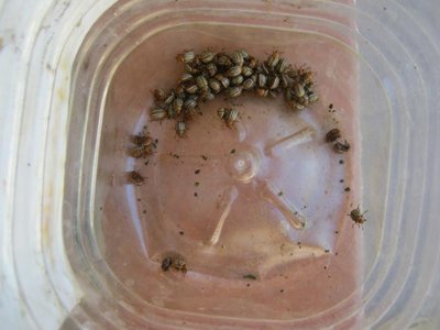 IMG_2949_800x600.jpg (61.8 KiB) Osservato 710 volte IMG_2949_800x600.jpg