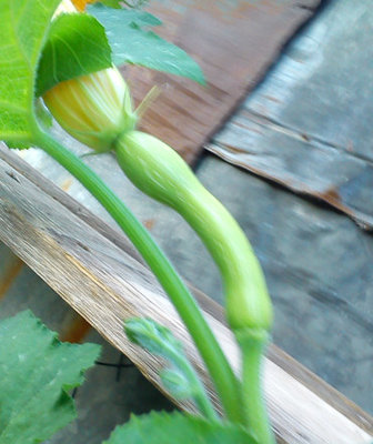 zucca.jpg (58.26 KiB) Osservato 612 volte zucca.jpg