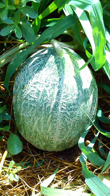 melone.jpg (119.51 KiB) Osservato 632 volte melone.jpg