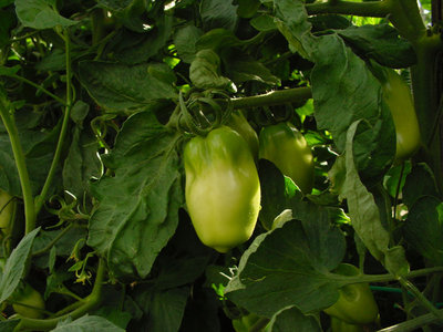 Scatolone-1.jpg (118.15 KiB) Osservato 824 volte Scatolone-1.jpg