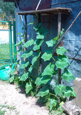 zucche.jpg zucche.jpg