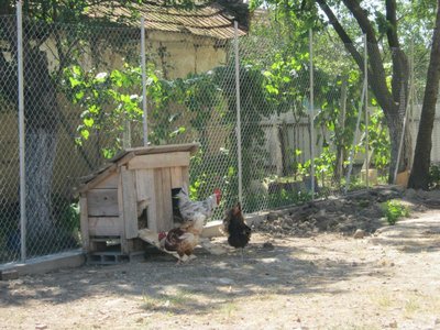 IMG_3033_800x600.jpg (129.17 KiB) Osservato 739 volte IMG_3033_800x600.jpg